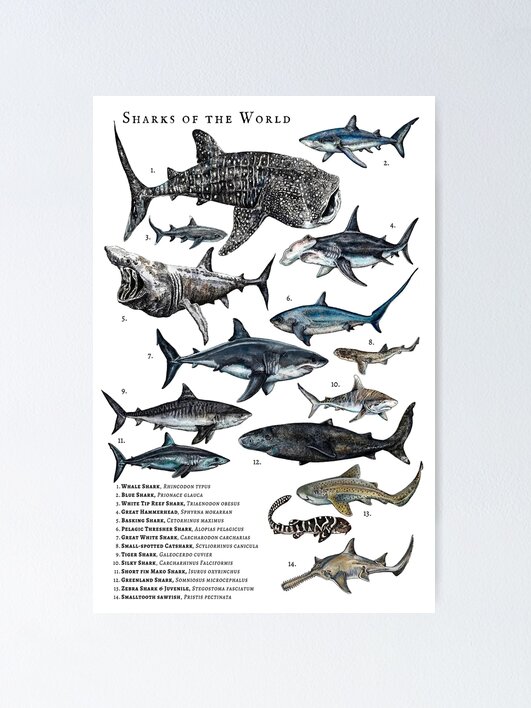 Sharks of the world