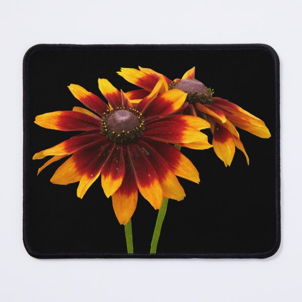 Item preview, Gloriosa Daisy - Black Eyed Susan Flowers designed and sold by SnapsBySara.