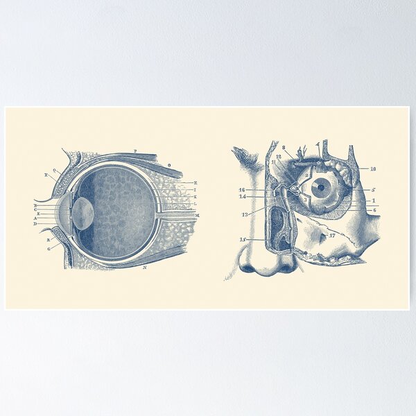 Human Eye Anatomy Chart: Science Prints: : Industrial