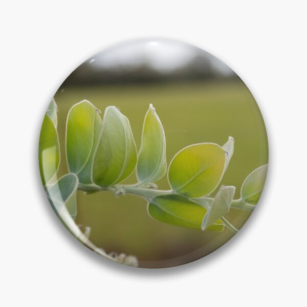 Item preview, Eucalypt foliage designed and sold by NarrabriCards.