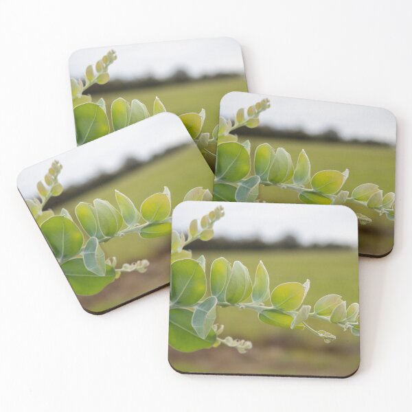 Item preview, Eucalypt foliage designed and sold by NarrabriCards.