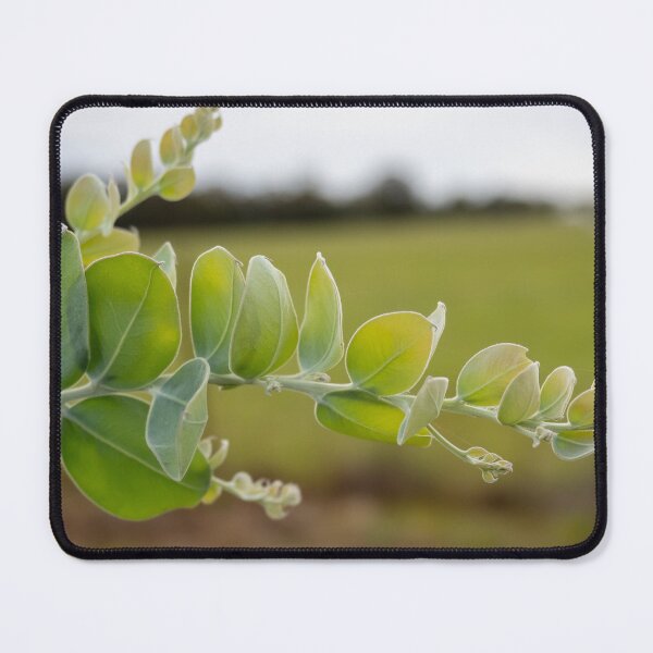 Item preview, Eucalypt foliage designed and sold by NarrabriCards.