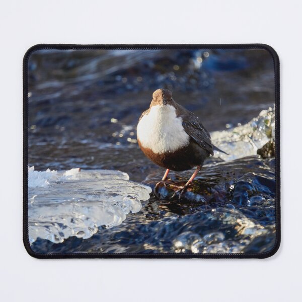 Item preview, Icy way. White-throated dipper designed and sold by Jouko Lehto Photography.