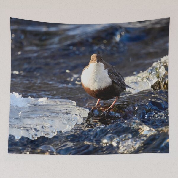 Item preview, Icy way. White-throated dipper designed and sold by Jouko Lehto Photography.