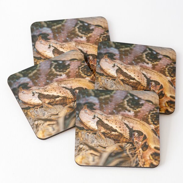 Item preview, Gaboon viper designed and sold by Dalyndigital Photography.