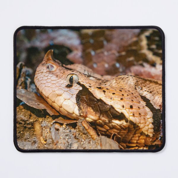 Item preview, Gaboon viper designed and sold by Dalyndigital Photography.