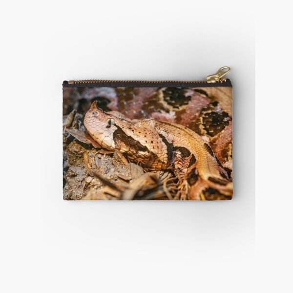Item preview, Gaboon viper designed and sold by Dalyndigital Photography.