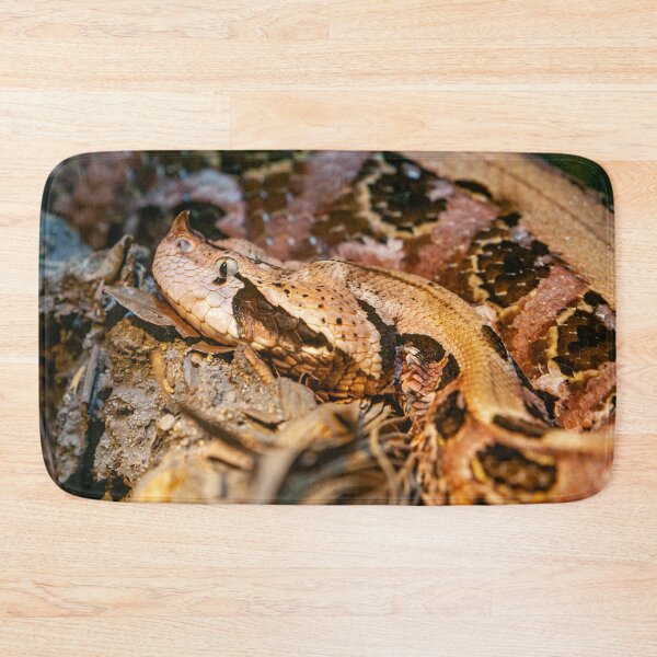 Item preview, Gaboon viper designed and sold by Dalyndigital Photography.