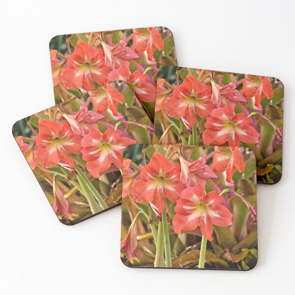 Item preview, Amaryllis Flowers designed and sold by MercerImages.