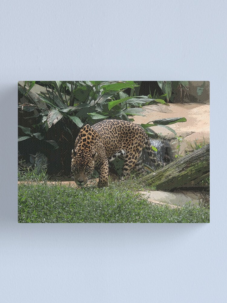 Alternate view of The jaguar (Panthera onca) Big Feline Photography Canvas Print