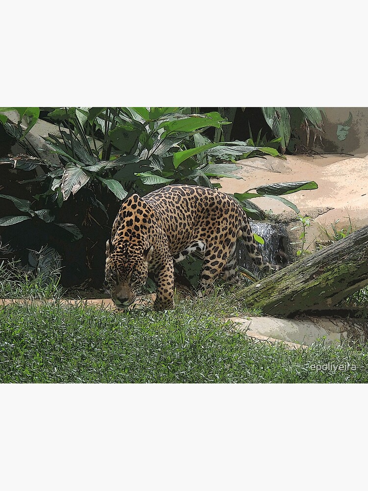 The jaguar (Panthera onca) Big Feline Photography by epoliveira