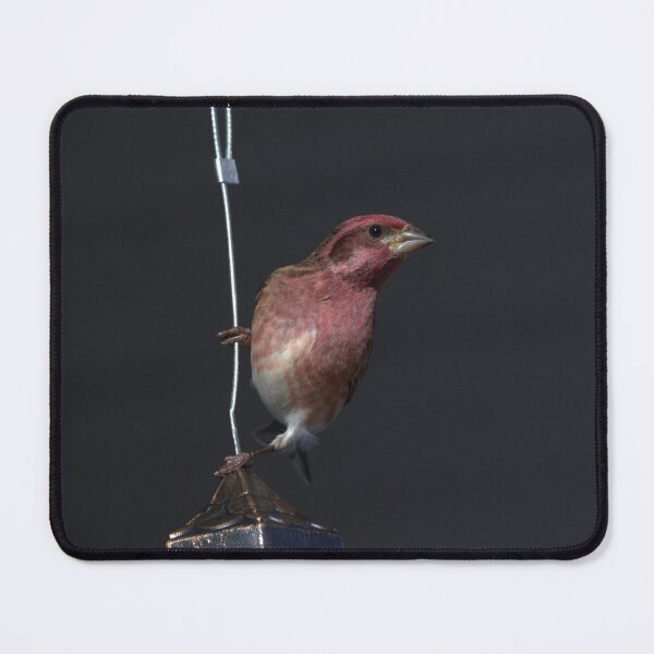 Item preview, Rose Finch designed and sold by Mike Cicero.