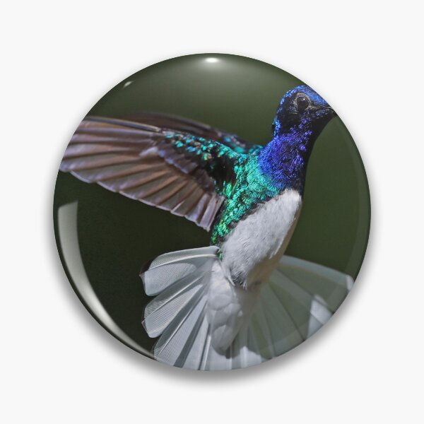 Item preview, Male White -necked Jacobin Hummingbird designed and sold by Anthony Goldman.