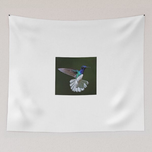 Item preview, Male White -necked Jacobin Hummingbird designed and sold by Anthony Goldman.