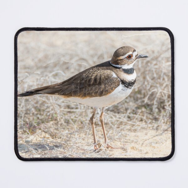Item preview, Single Killdeer designed and sold by Debra Martz.