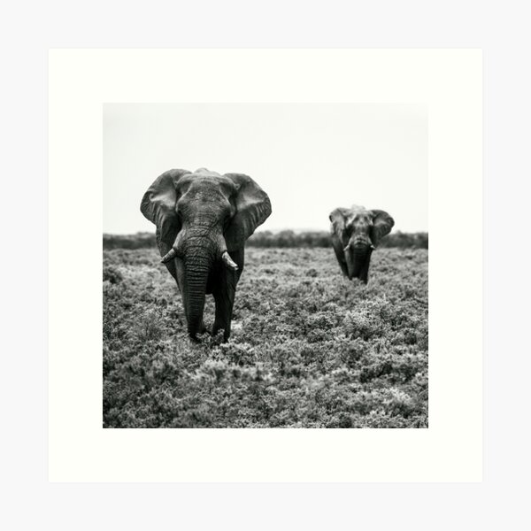 Elefanten im Etosha Nationalpark Namibia Kunstdruck