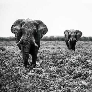 Vorschaubild zum Design Elefanten im Etosha Nationalpark Namibia von Portalius