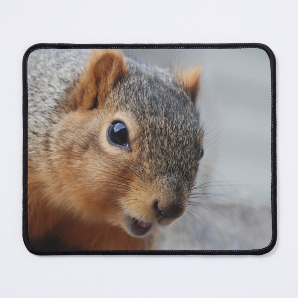 Item preview, C2021 Steve Yellowbear Fine Art  Fox Squirrel Face designed and sold by SteveYellowbear.
