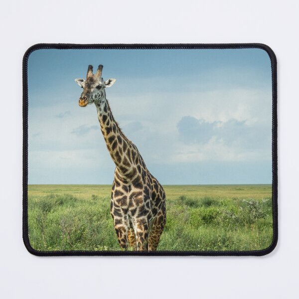 Item preview, A Giraffe Standing In A Grassy Field designed and sold by sebph.