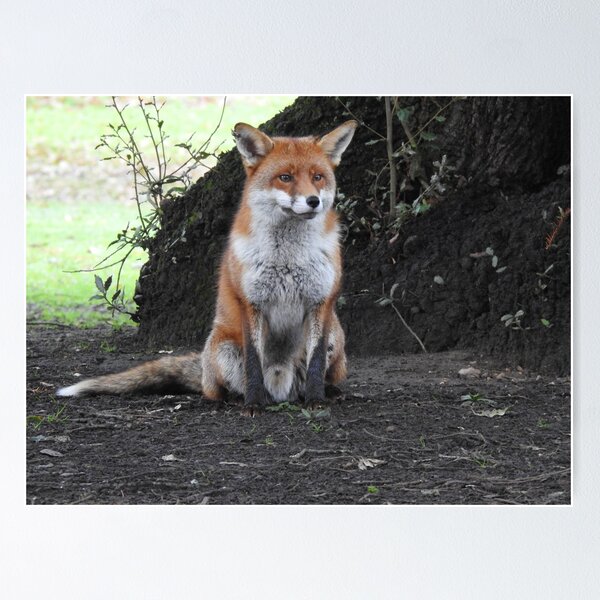 Item preview, Red Fox sitting at base of tree designed and sold by TwistedClassics.