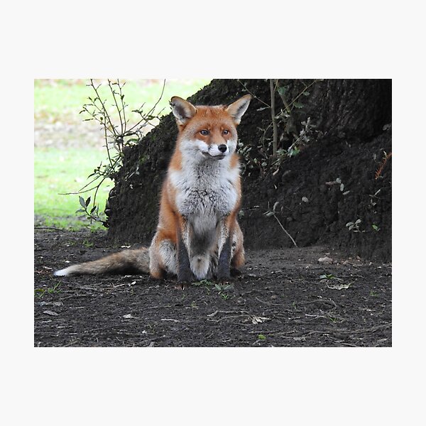 Item preview, Red Fox sitting at base of tree designed and sold by TwistedClassics.