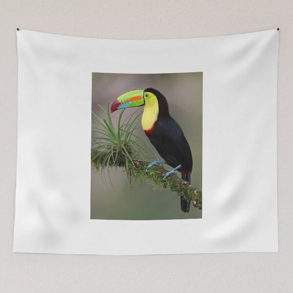 Item preview, Keel -billed Toucan  designed and sold by Anthony Goldman.