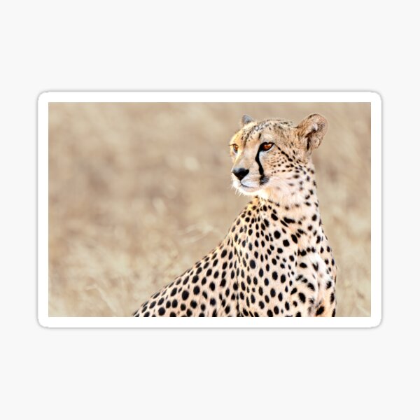 Wildlife: Cheetah Momma Sticker