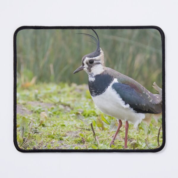 Item preview, Lapwing designed and sold by LaurenTucker.