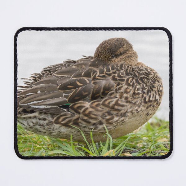 Item preview, Eurasian Teal designed and sold by LaurenTucker.