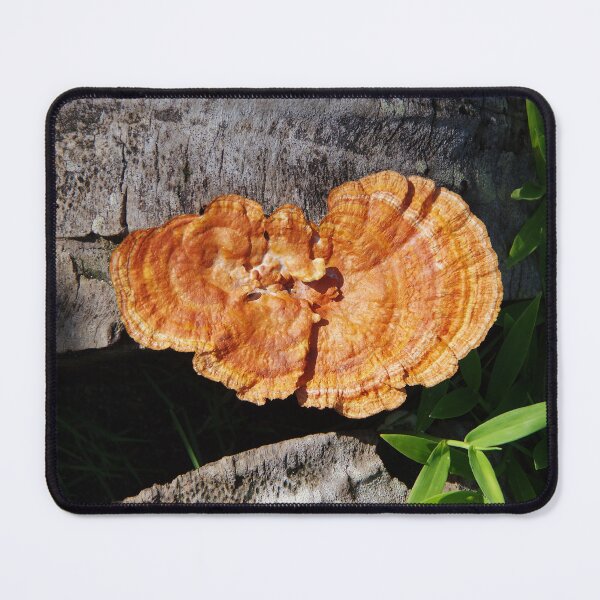 Item preview, Cinnabar Bracket Mushroom in the Philippines designed and sold by The Botanical Jason.