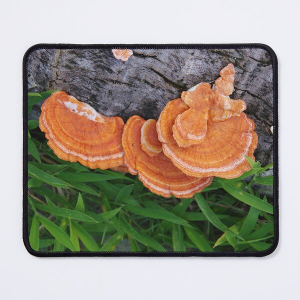 Item preview, Cinnabar Bracket Mushroom in the Philippines designed and sold by The Botanical Jason.