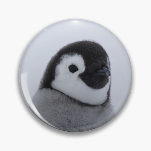 Item preview, Cute Emperor Penguin Chick 1 (Black Background)  designed and sold by SBPenguins.