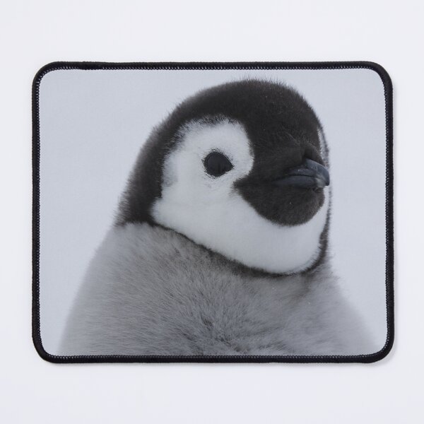 Item preview, Cute Emperor Penguin Chick 1 (Black Background) designed and sold by SBPenguins.