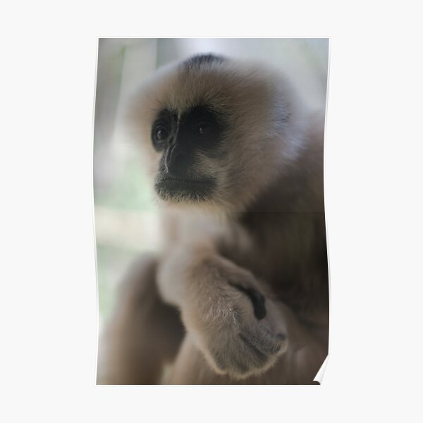White Faced Gibbon Poster