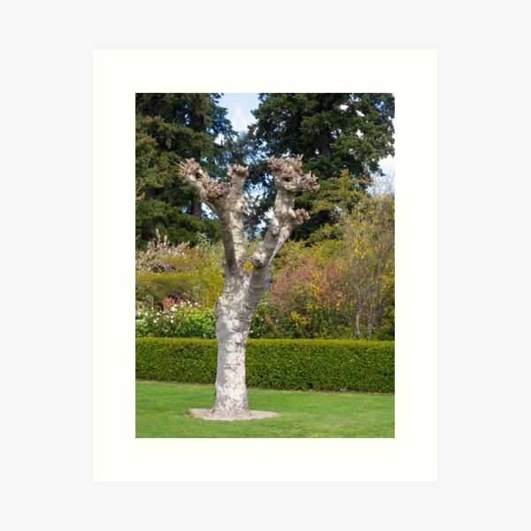 Item preview, Bare Tree designed and sold by Michael McGimpsey.