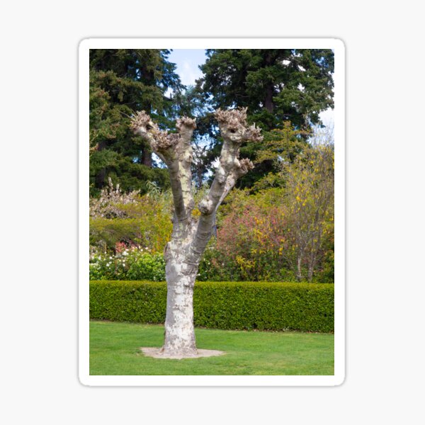 Item preview, Bare Tree designed and sold by Michael McGimpsey.