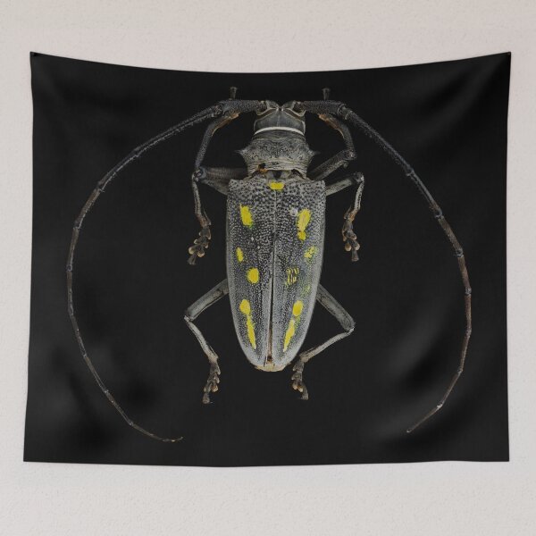 Item preview, Batocera frenchi designed and sold by BiosecurityColl.