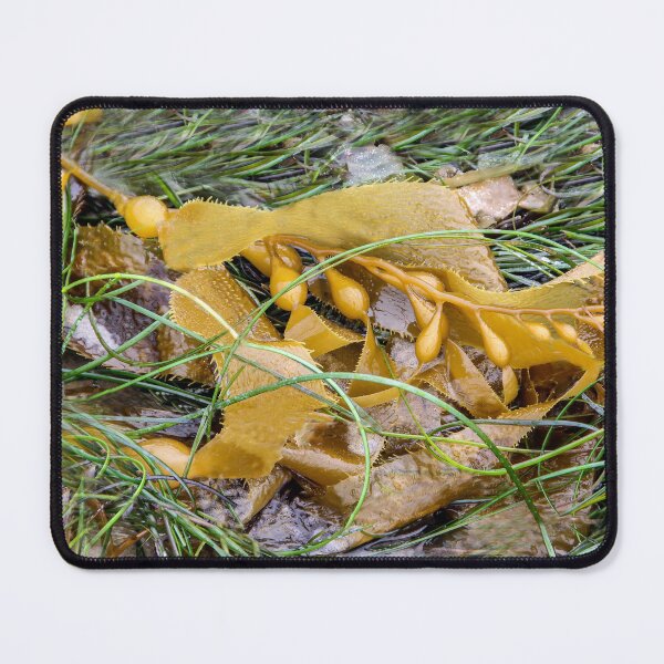 Item preview, Washed Up On the Beach designed and sold by heatherfriedman.