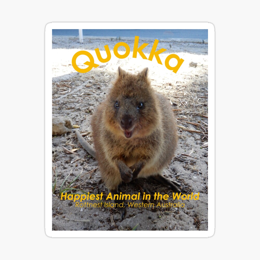 Quokka Happiest Animal in the World