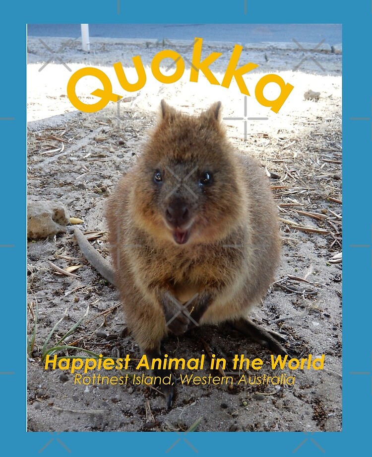 Quokka Happiest Animal in the World Quokka Happiest Animal in the World