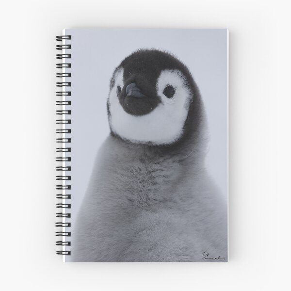 Item preview, Cute Emperor Penguin Chick 2 original size logo r designed and sold by SBPenguins.