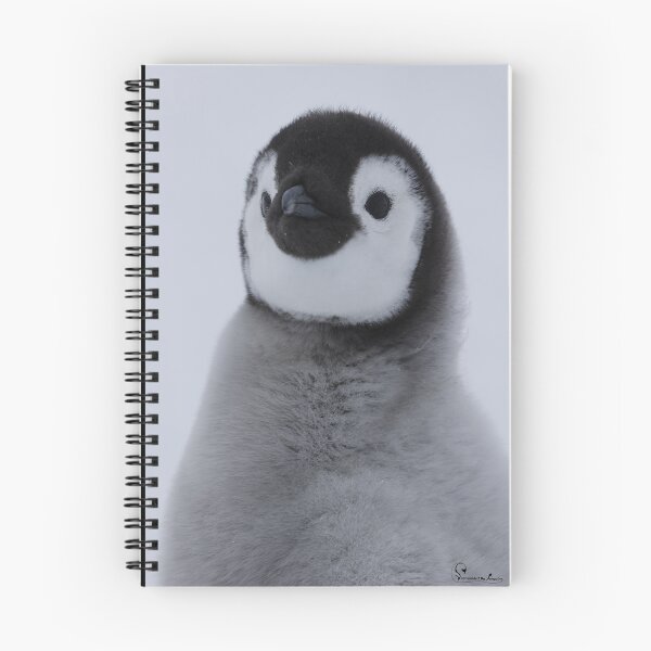 Item preview, Cute Emperor Penguin Chick 2 original size logo r (black background)  designed and sold by SBPenguins.