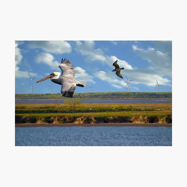 Pelican Wind Turbines Photographic Print