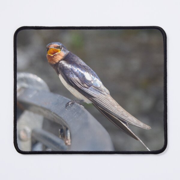 Item preview, Singing Barn Swallow (Hirundo rustica) designed and sold by lezvee.