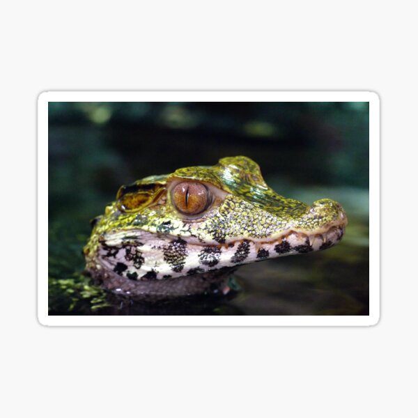 Artikel-Vorschau von Caiman Aligator Reptile Portrait, designt und verkauft von AMP Art & Photography.