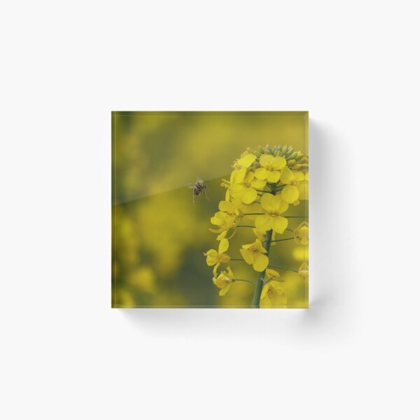 Item preview, Bee in the rapeseed field designed and sold by imerxh.