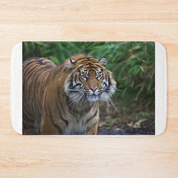 Item preview, Beautiful Male Sumatran Tiger designed and sold by francophotos.