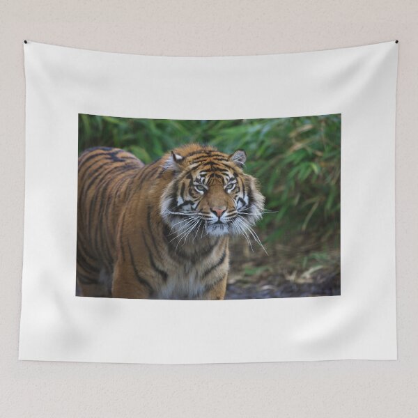 Item preview, Beautiful Male Sumatran Tiger designed and sold by francophotos.