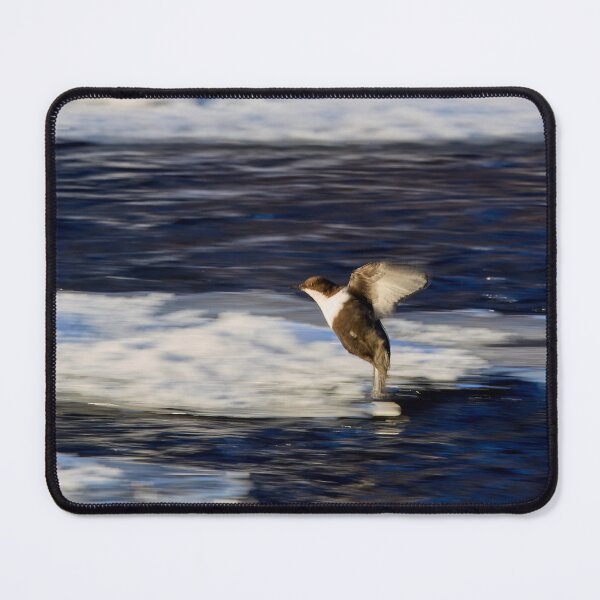 Item preview, Breaks on. White-throated dipper designed and sold by Jouko Lehto Photography.
