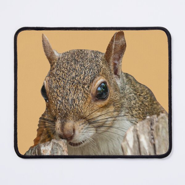 Item preview, Peek a boo Grey Squirrel designed and sold by Dalyndigital Photography.